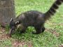 Day07 - 15 * South American Coati